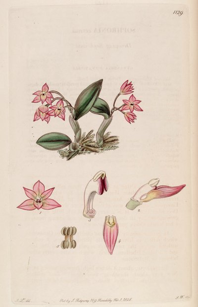 Illustration von Sophronitis cernua (als syn. Sophronia cernua) von J. L.